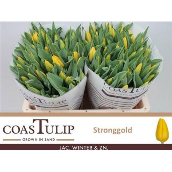 Tu  Coastulip En Strong Gold
