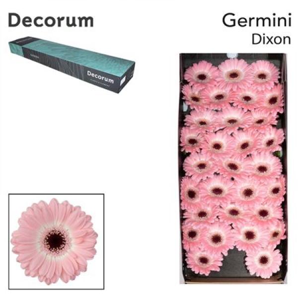 Ge Mi Box Dixon Decorum