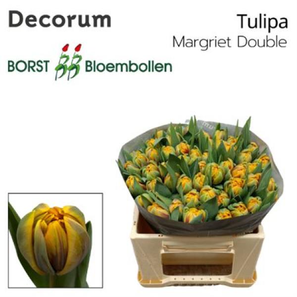 Tu Du Margriet Double