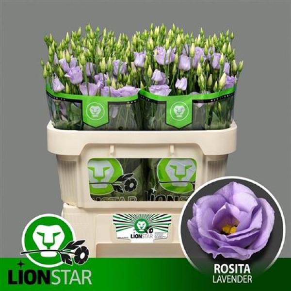 Eust G Rosita Lavender Lion