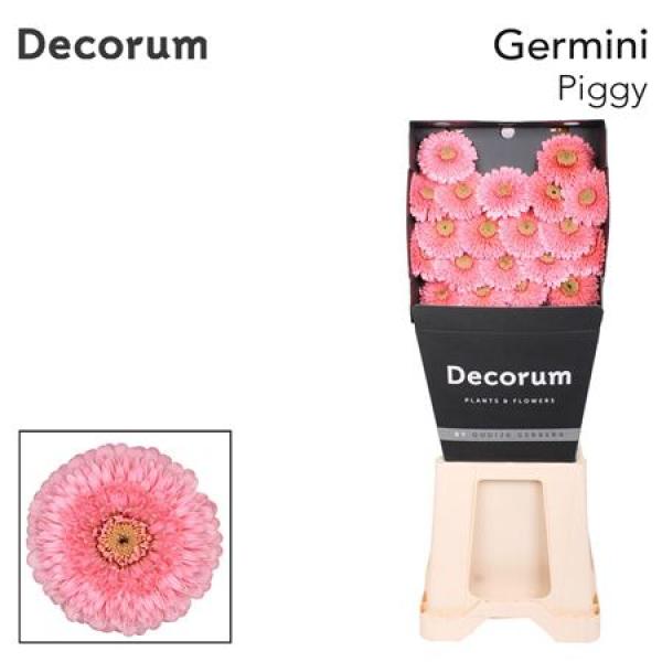 Ge Mi Diamond Pomponi Piggy