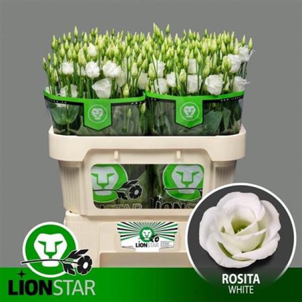 Eust G Rosita White Lion