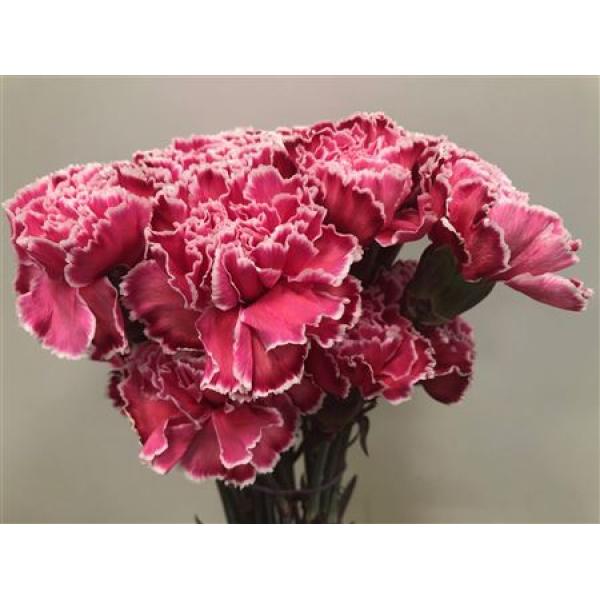 Dianthus St Dyed Red