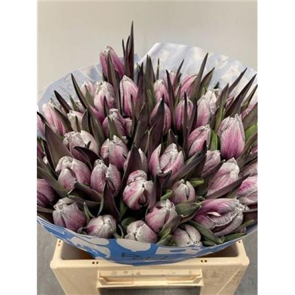Tulp Dyed Roulette