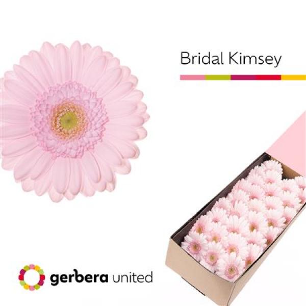 Ge Mi Box Bridal Kimsey