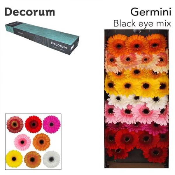 Ge Mi  Box Mix On Row Black Center