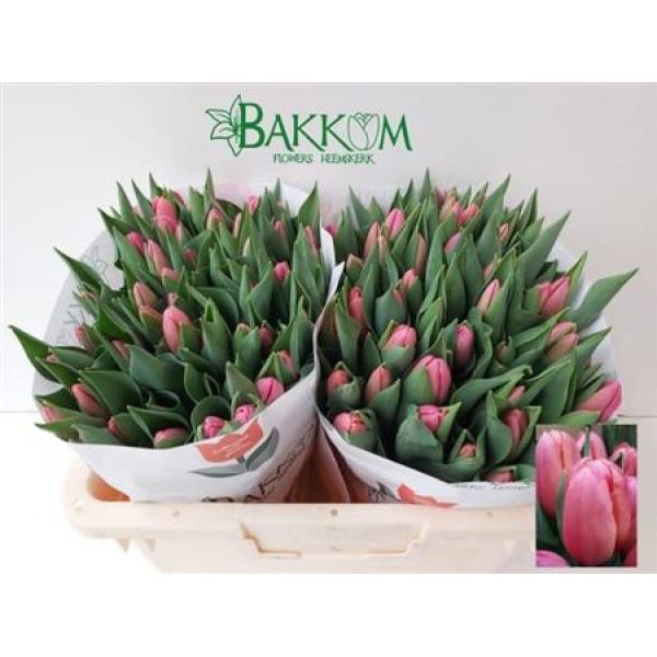 Tu En Ace Pink