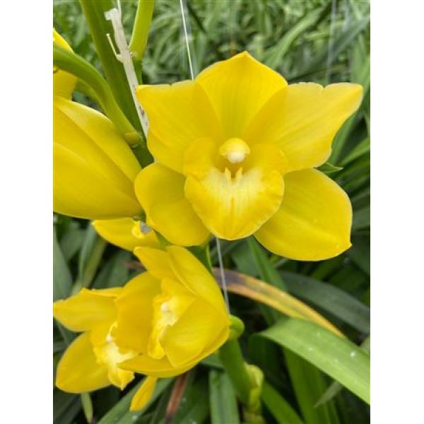 Cym Mini Yellow *20