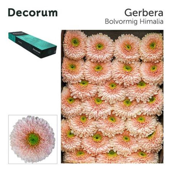 Ge Gr Box Pomponi Himalia