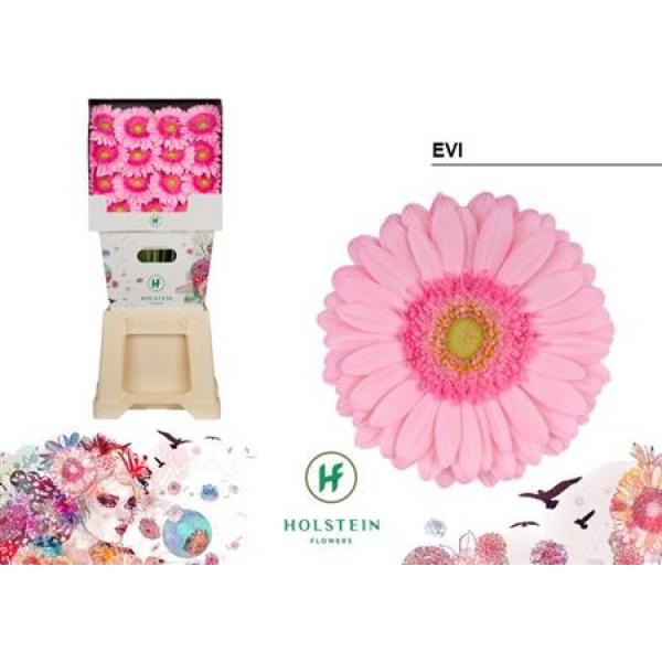 Ge Gr Diamond Evi Holstein