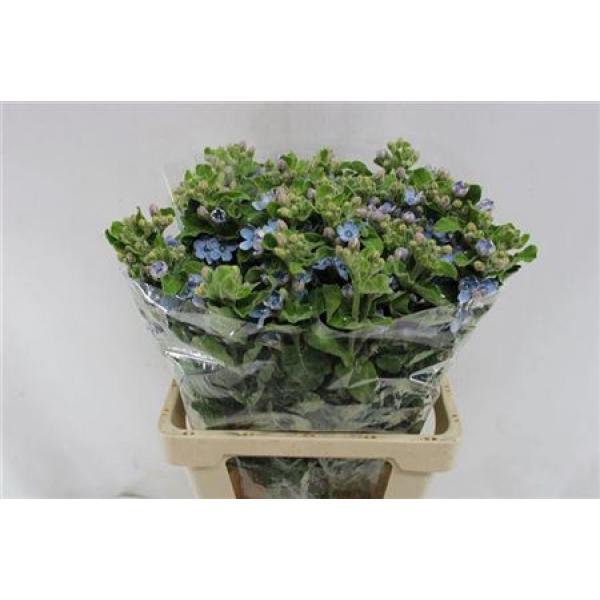 Oxypetalum Blue