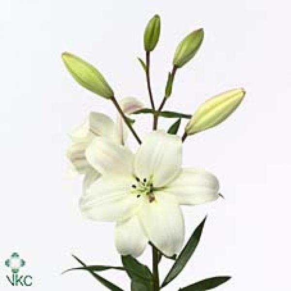 Li  La White Ex