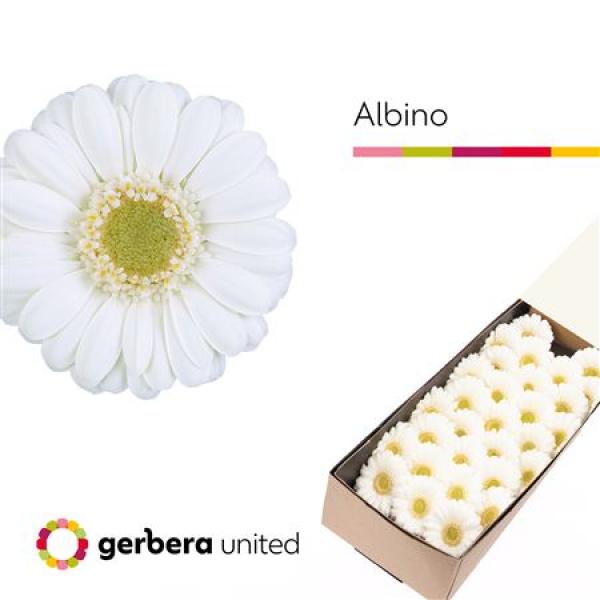 Ge Mi Box Albino