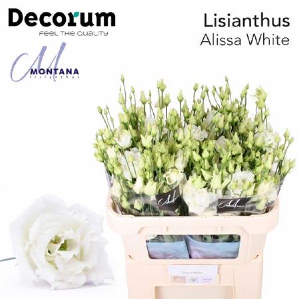 Eust G Alissa White Montana