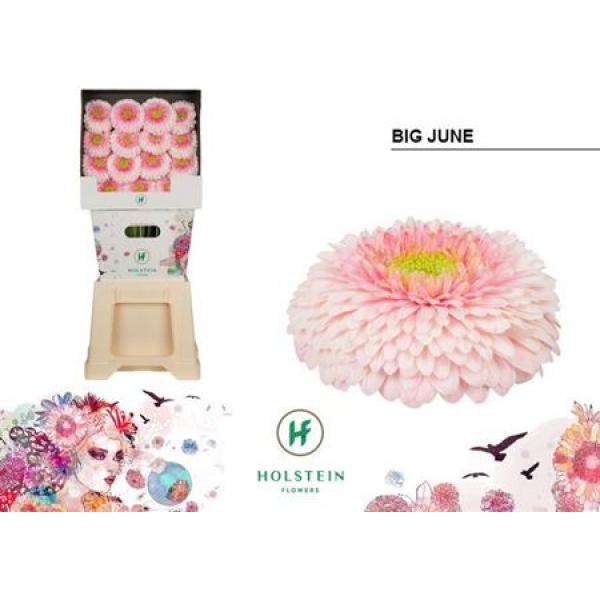 Ge Gr Diamond Pomponi Big June