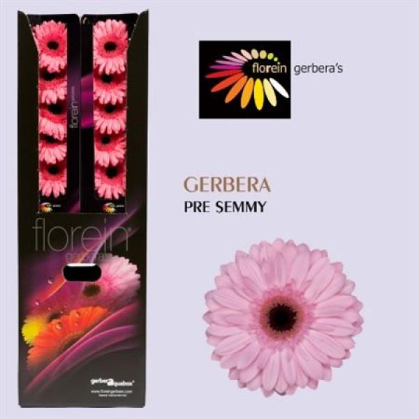 Ge Gr Aquabox Pre - Semmy *80