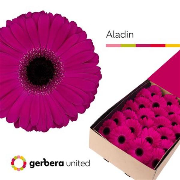Ge Gr Box Aladin
