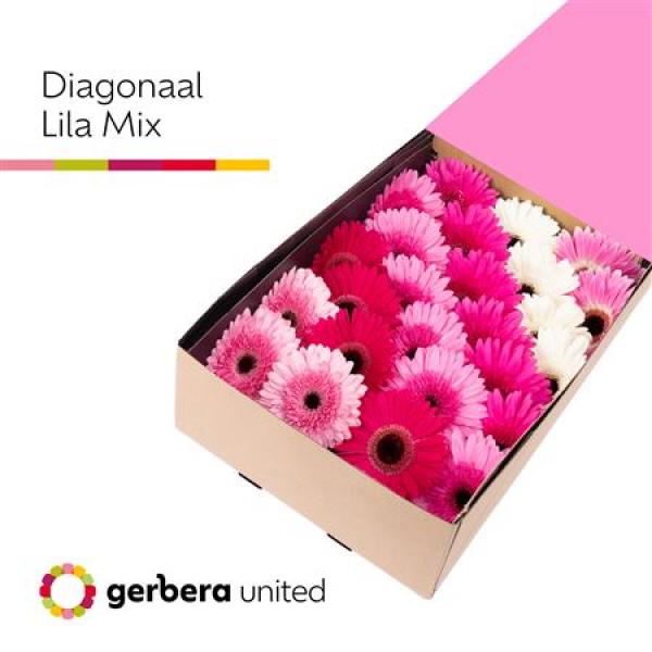 Ge Gr Box  Mix Lila
