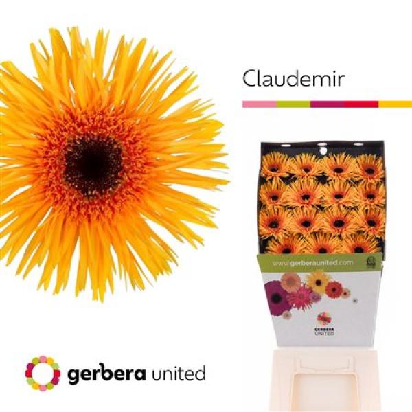 Ge Gr Diamond Spider Claudemir