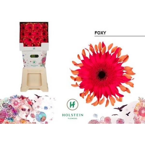 Ge Gr Diamond Pasta Foxy Holstein
