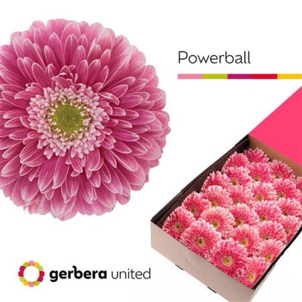 Ge Gr Box Pomponi Power Ball
