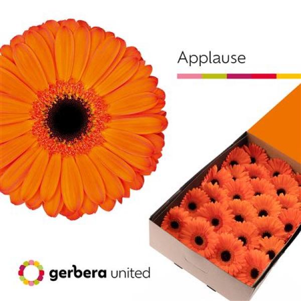 Ge Gr Box Applause