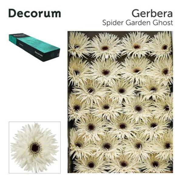 Ge Gr Box Spider Garden Ghost