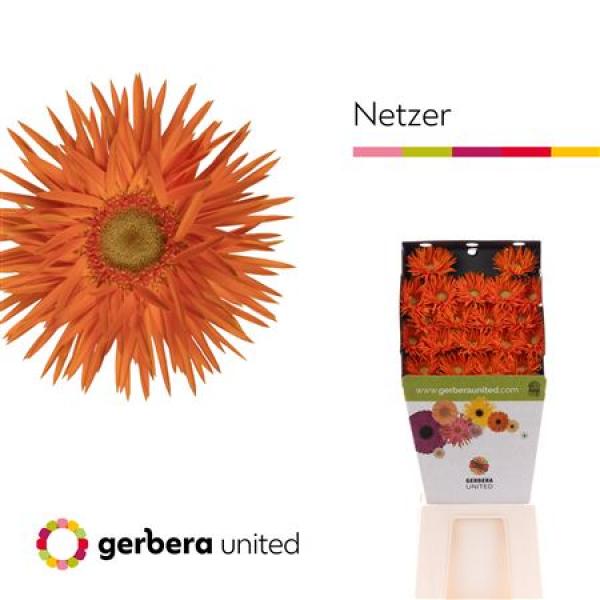 Ge Mi Diamond Spider Netzer
