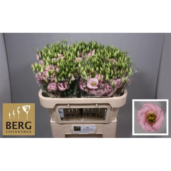 Eust E Claire L Pink Berg