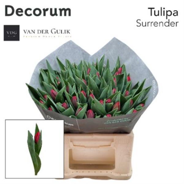 Tu En Surrender