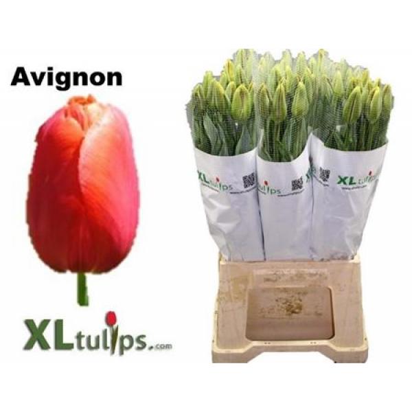 Tu French En Avignon