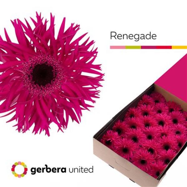 Ge Gr Box Spider Renegade