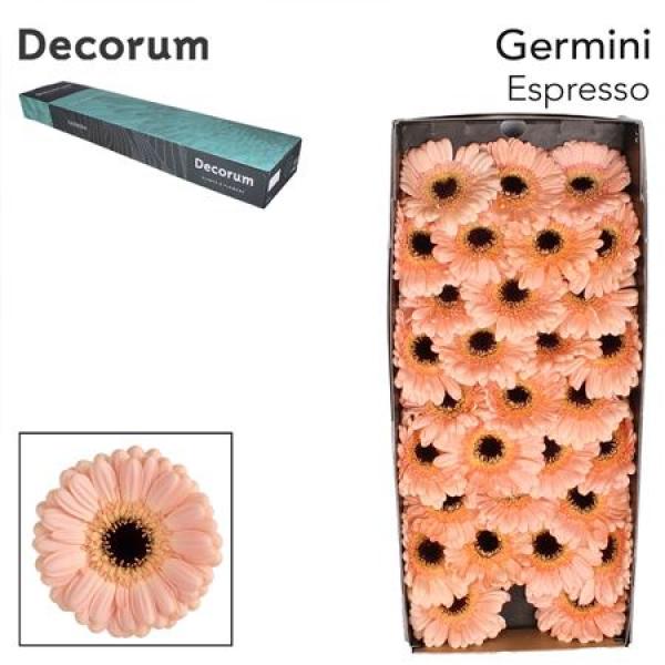 Ge Mi Box Espresso Decorum