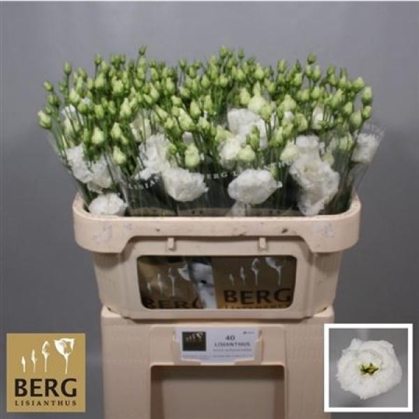 Eust G Alissa Pure White Berg