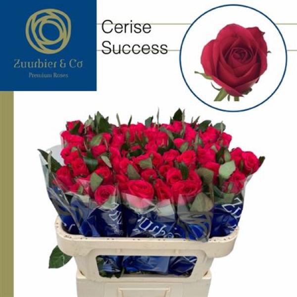 R Gr Cerise Success