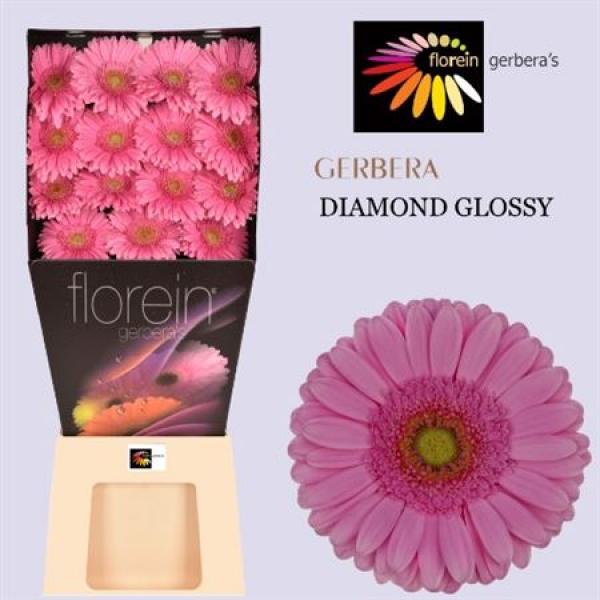 Ge Gr Diamond Glossy