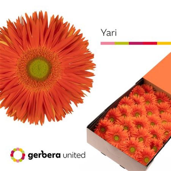 Ge Gr Box Spider Yari