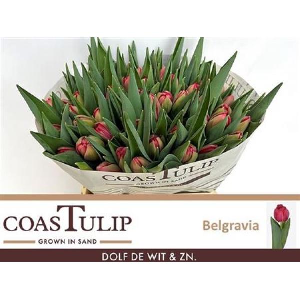 Tu  Coastulip Du Belgravia