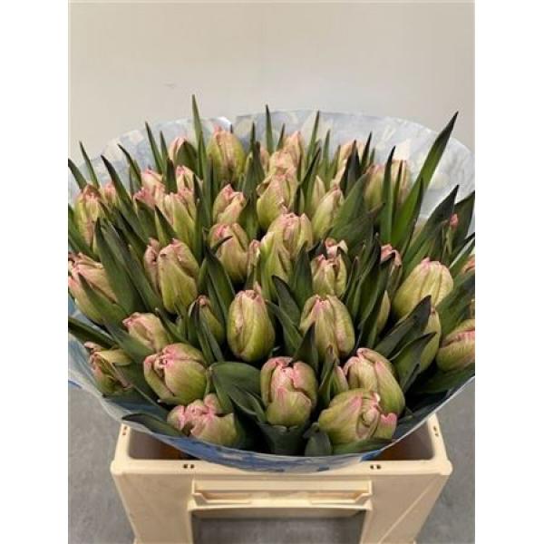 Tulp Dyed Hortensia