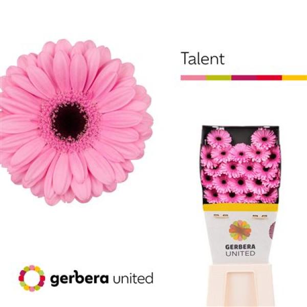 Ge Mi Diamond Talent