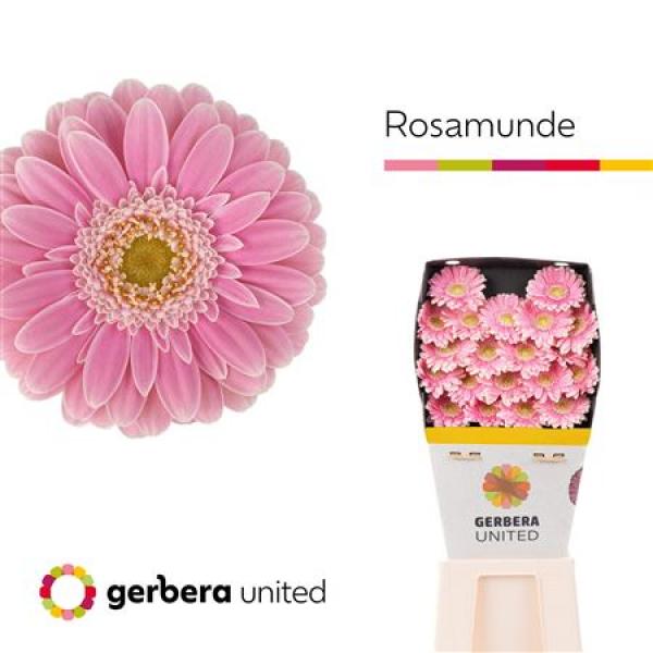 Ge Mi Diamond Rosamunde