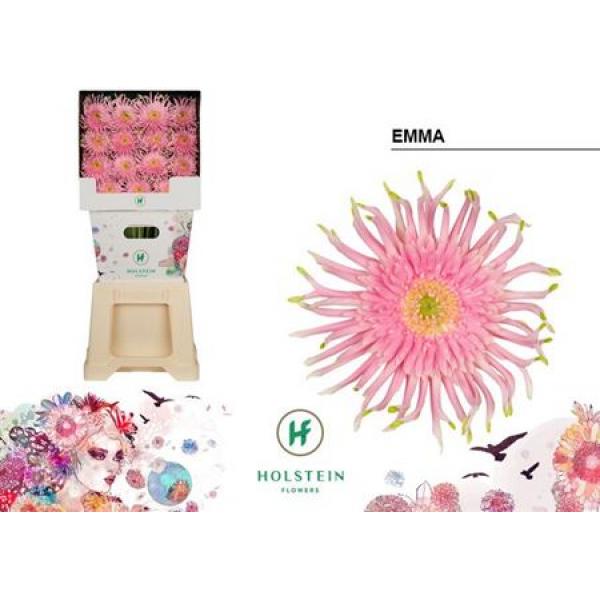 Ge Gr Diamond Pasta Emma
