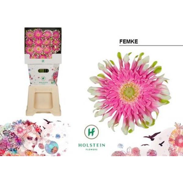 Ge Gr Diamond Pasta Femke Holstein