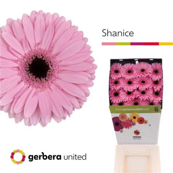 Ge Gr Diamond Shanice