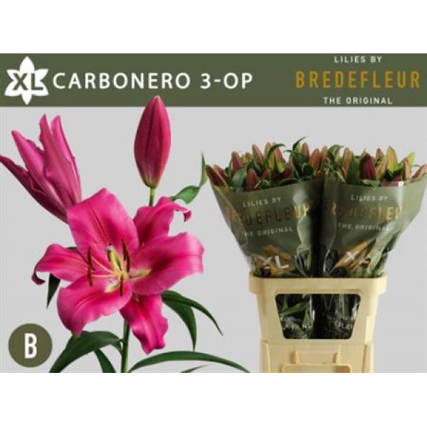 Li Ot Carbonero 3+