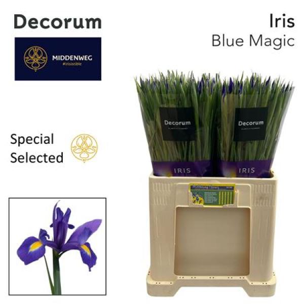 Iris Blue Magic Special Selected