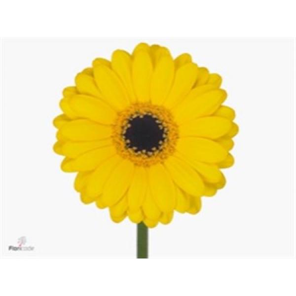 Ge Mi  Box Yellow Black Center