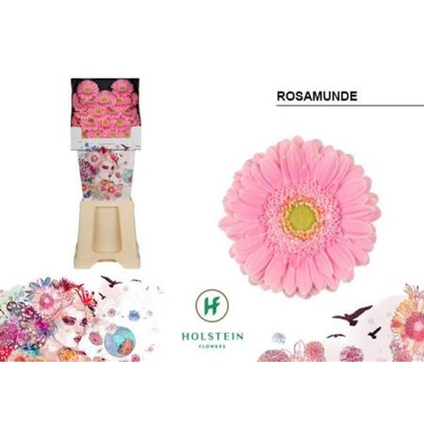 Ge Mi Diamond Rosamunde
