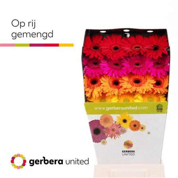 Ge Gr Diamond Mix On Row