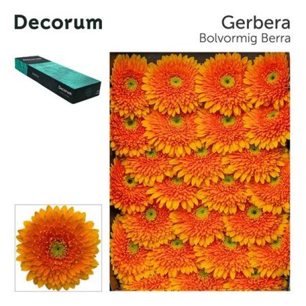 Ge Gr Box Pomponi Berra